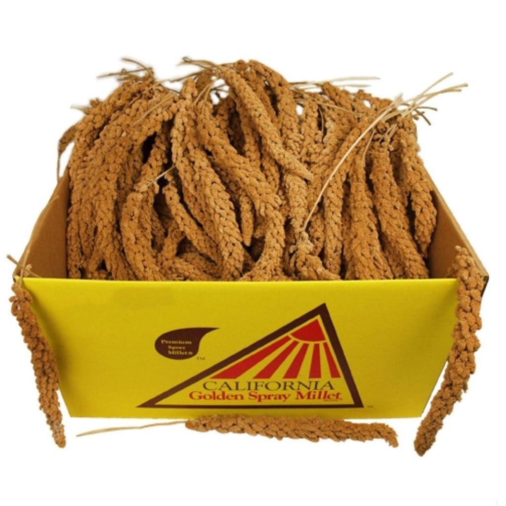 SPRAY MILLET - SPRAY MILLET