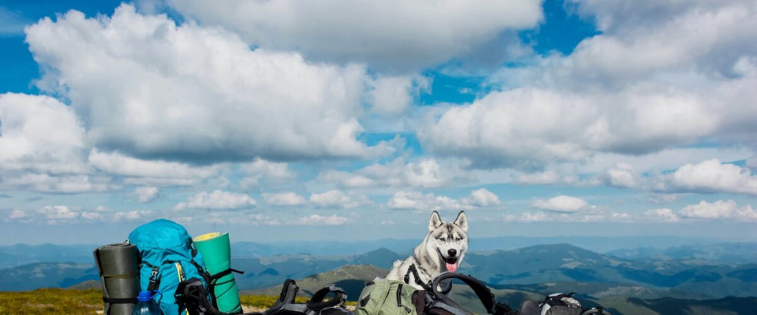 How Much Can My Dog Carry In Their Backpack?