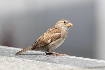 Bird