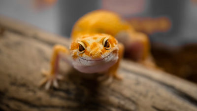Reptile