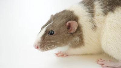 Small Animal
