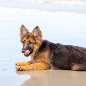german shepherd