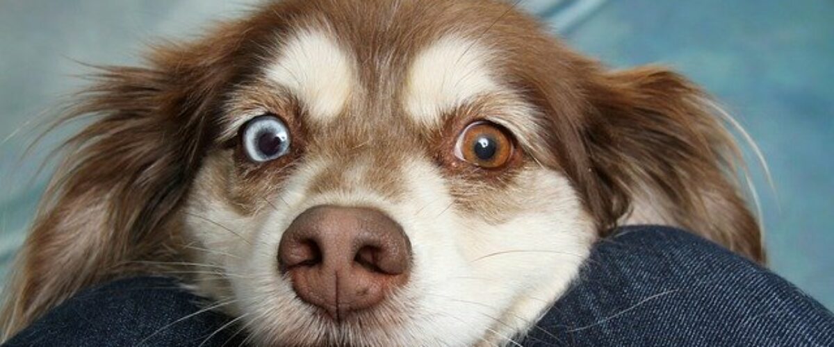 Pet Dental Health: Does Your Dog or Cat Have Bad Breath?