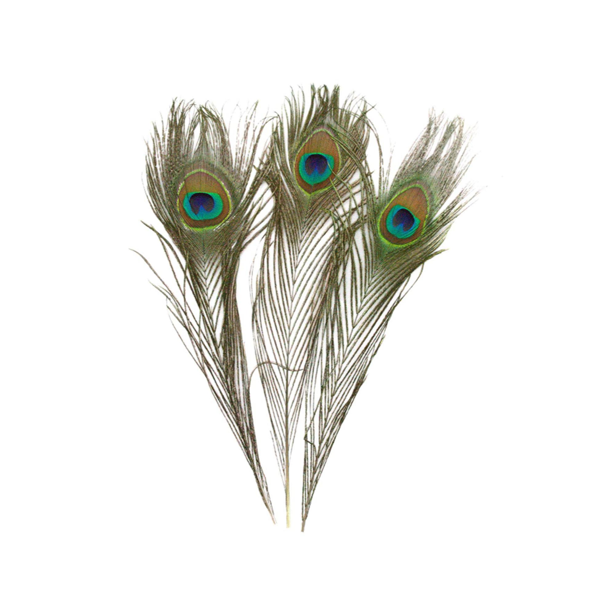 Peacock Feather, SINGLE