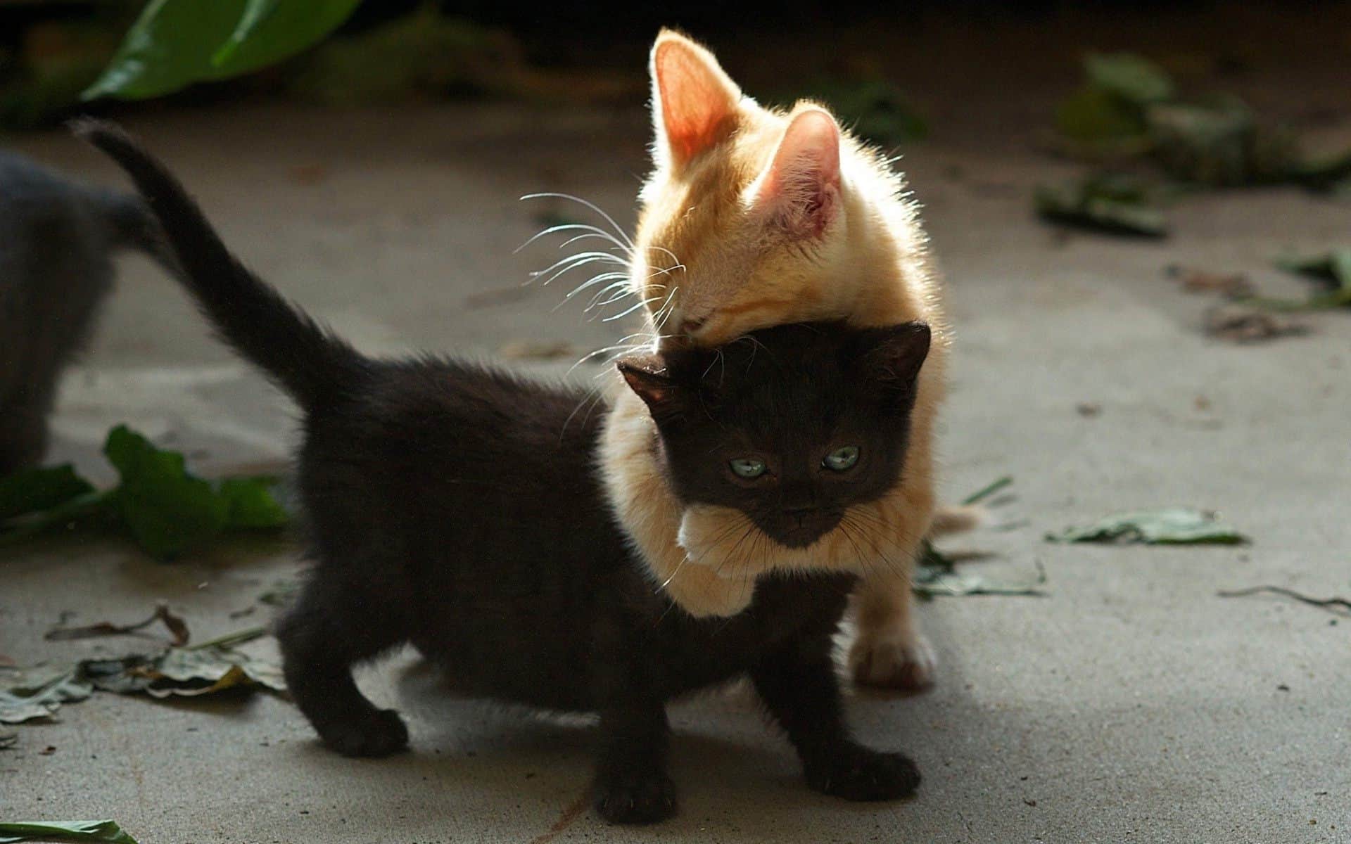 cats hugging - Bend Pet Express