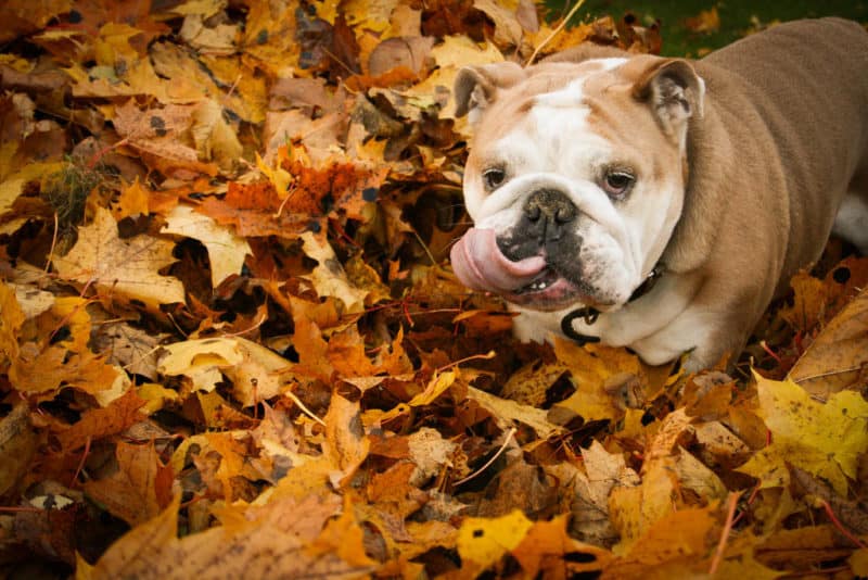 dog in fall