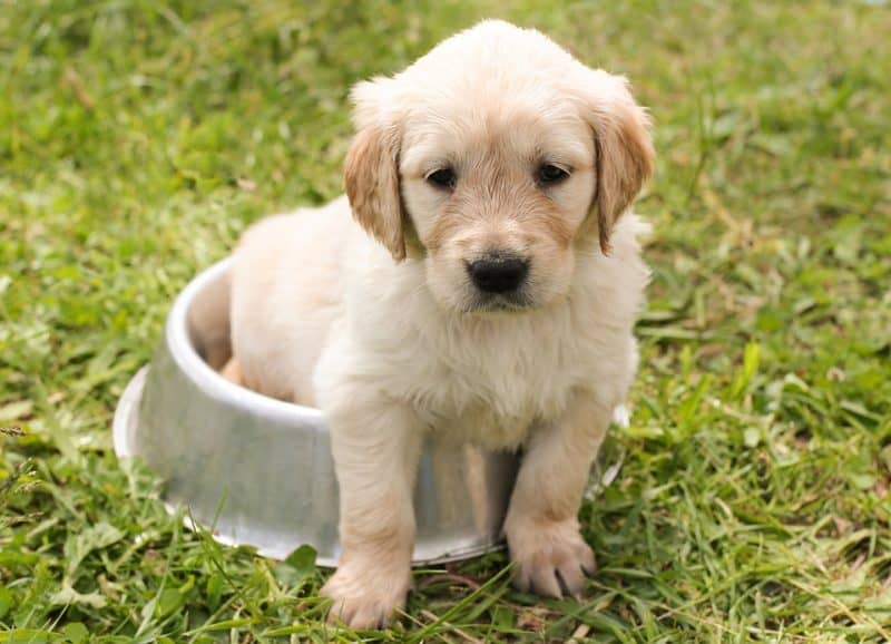 puppy in bowl