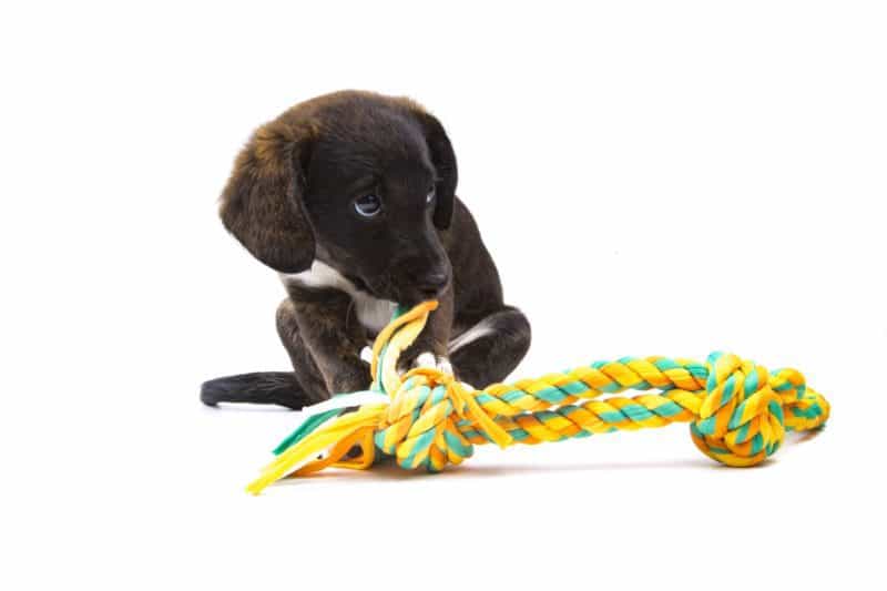puppy chewing rope