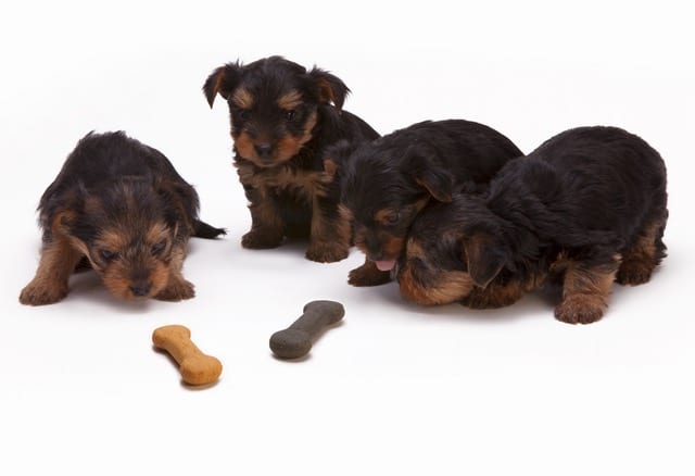 Yorkie Puppies with Dog Treats
